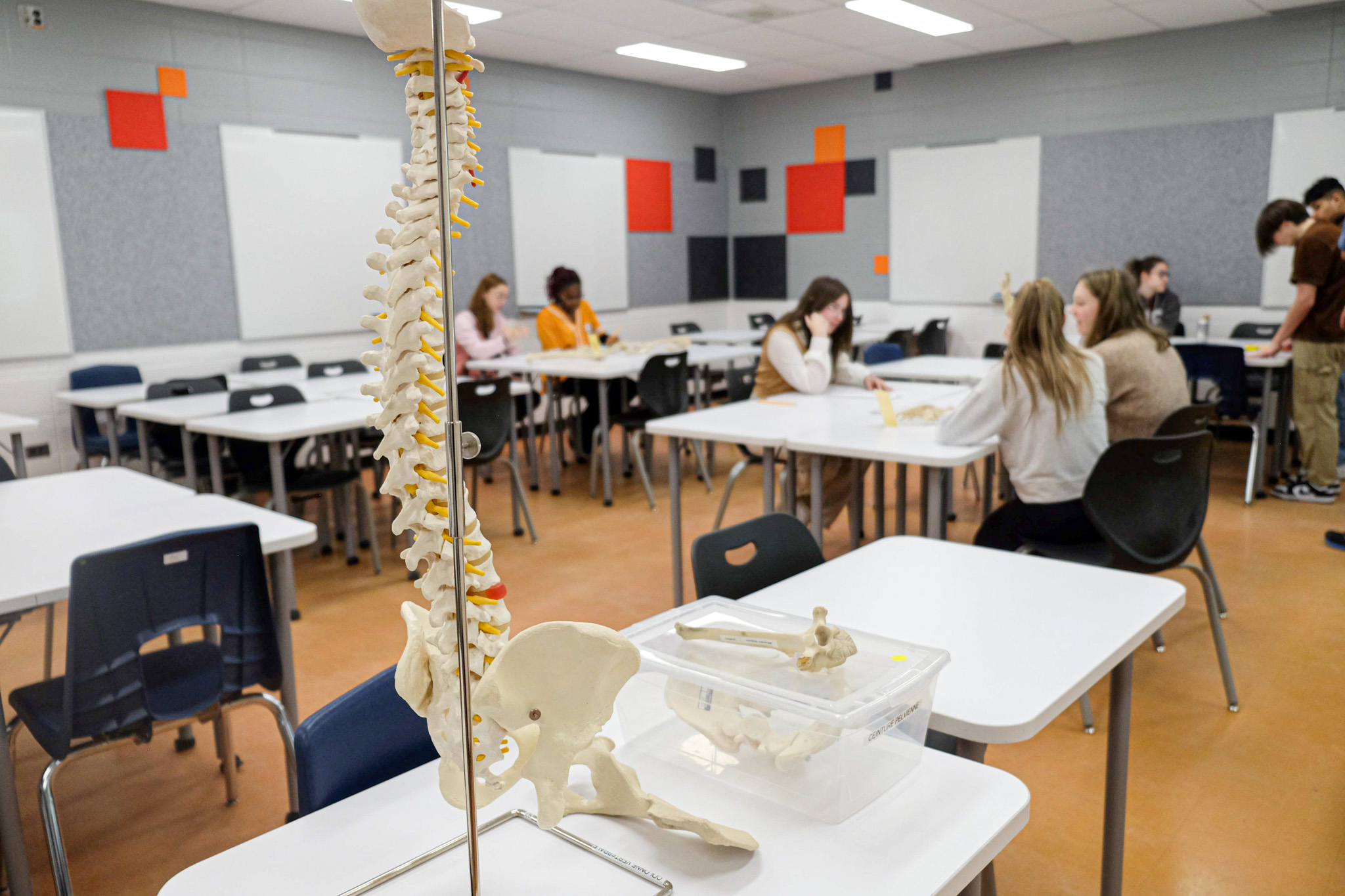 squelette humaine d'une colonne vertébrale dans une classe