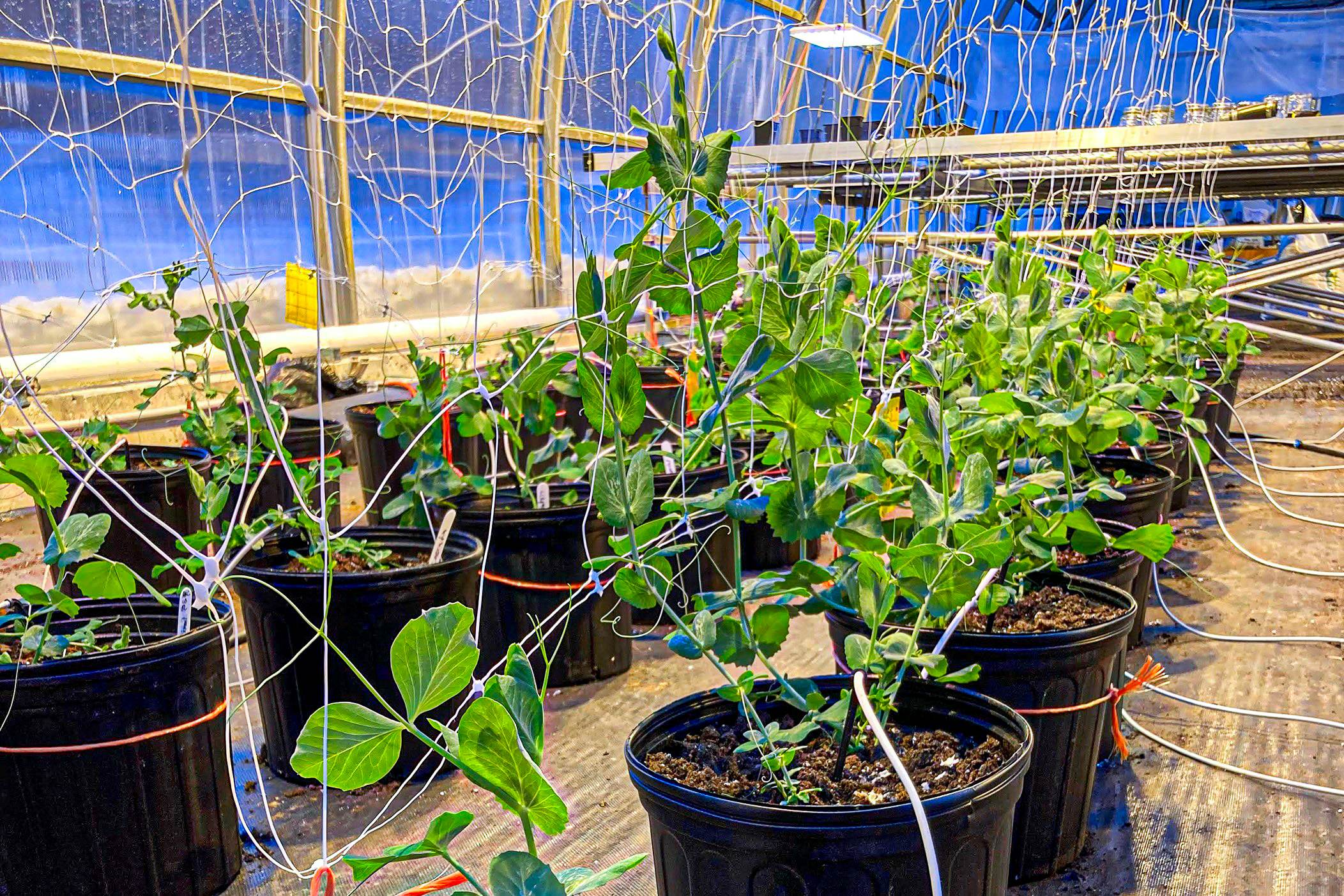 plantes-serre-cégep-de-lévis